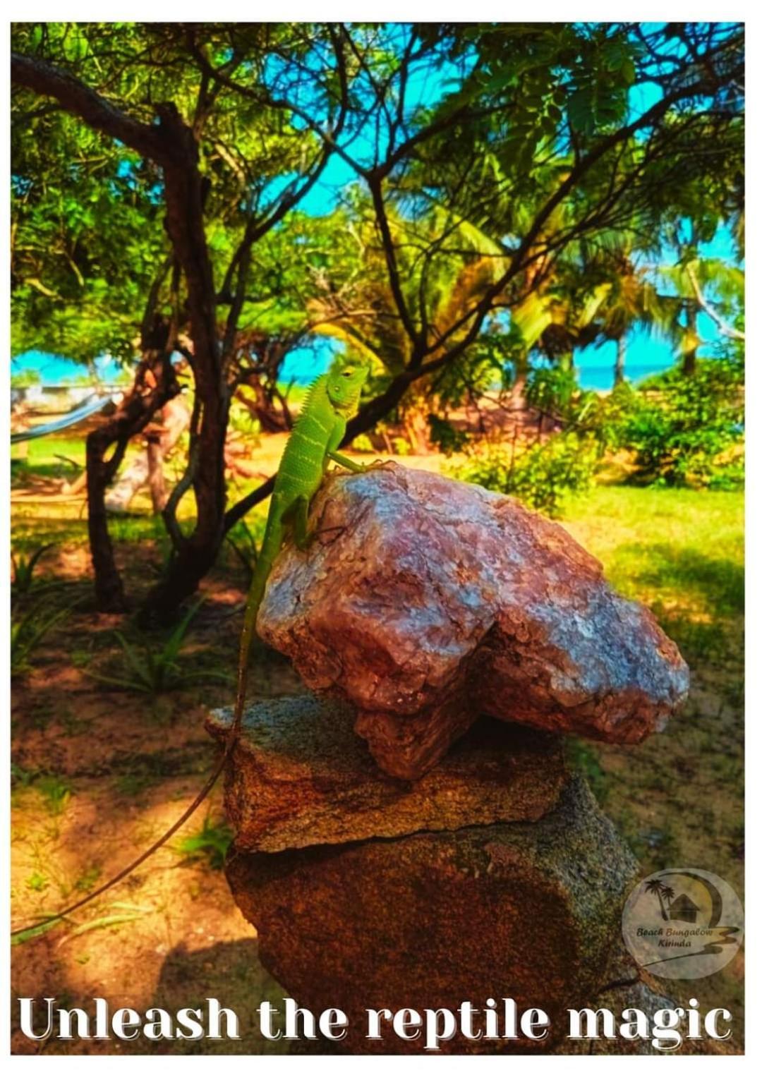 Beach Bungalow Yala 키린다 외부 사진